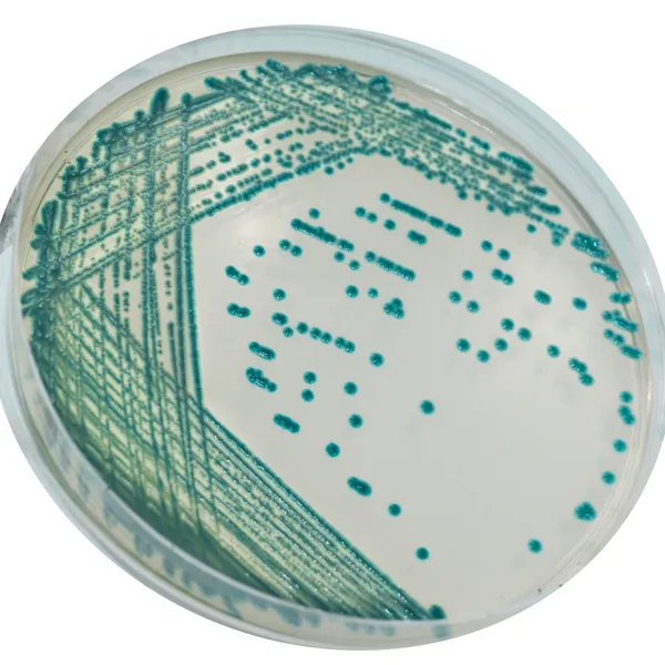 CHROMagar™ Serratia