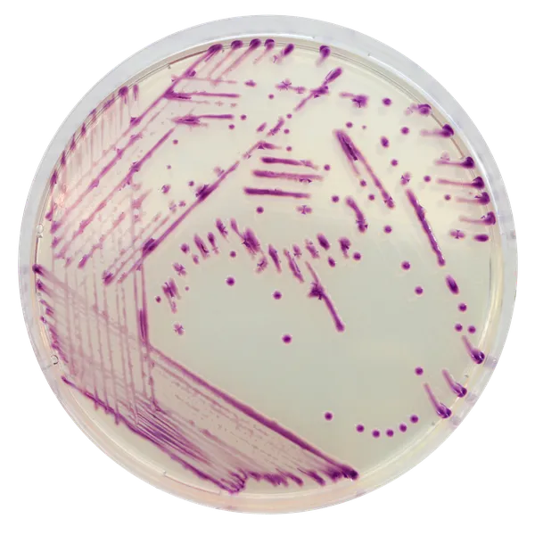 CHROMagar™ Pasteurella