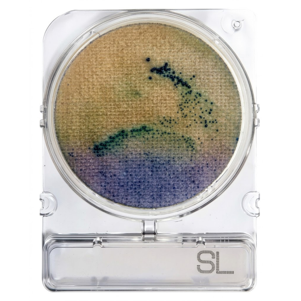 Compact Dry® SL (Salmonella)