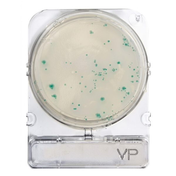 Compact Dry® VP (Vibrio parahaemolyticus)