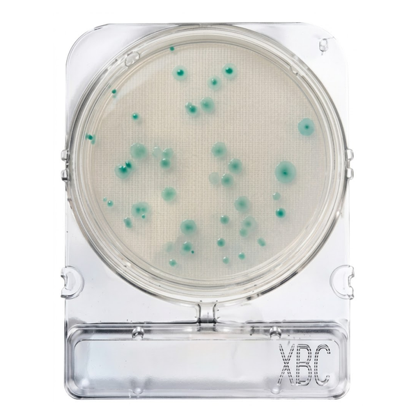Compact Dry® X-BC (Bacillus cereus)