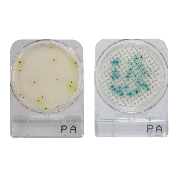 CompactDry™ PA for Pseudomonas aeruginosa