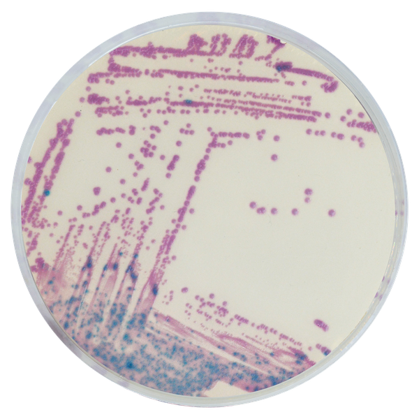 LIM RambaQUICK™ StrepB