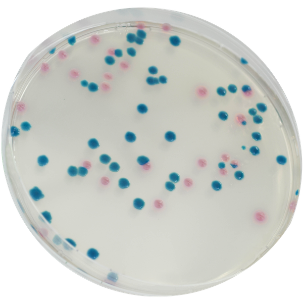 CHROMagar™ mSuperCARBA™