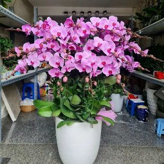 Lan Hồ Điệp Hồng 02