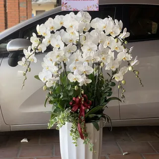 Lan Hồ Điệp Trắng 03