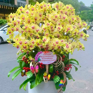 Lan Hồ Điệp Vàng 01