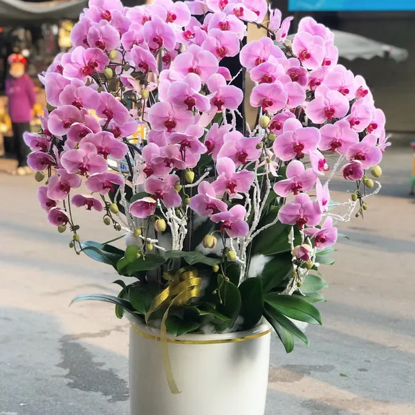 Lan Hồ Điệp Hồng 01