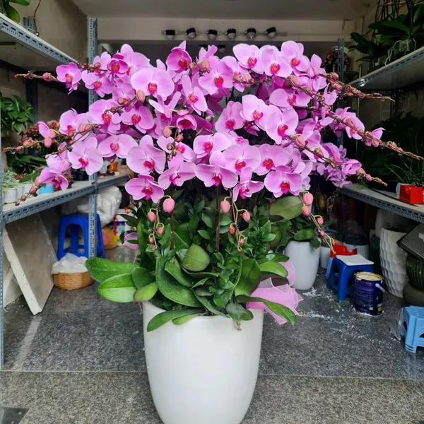 Lan Hồ Điệp Hồng 02