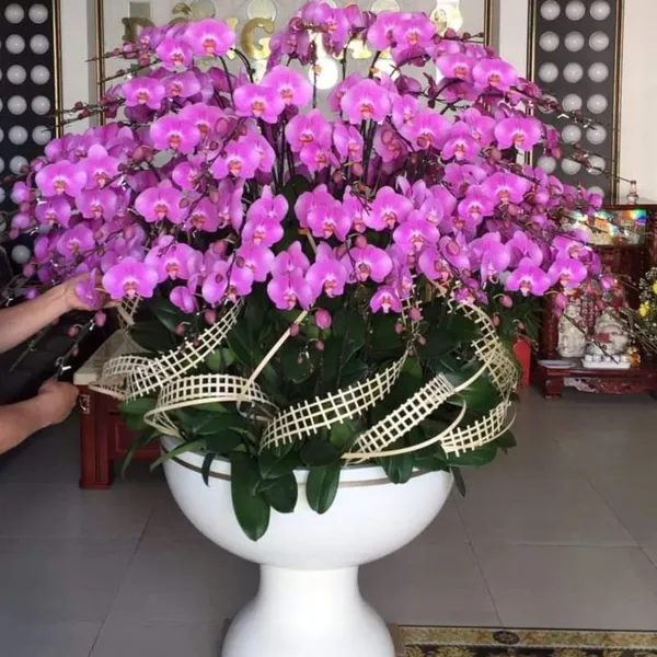 Lan Hồ Điệp Hồng 03