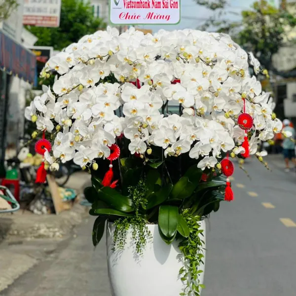 Lan Hồ Điệp Trắng 01