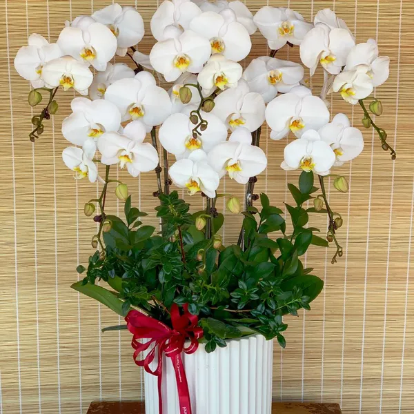 Lan Hồ Điệp Trắng 02