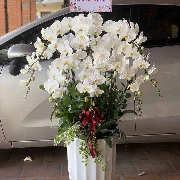 Lan Hồ Điệp Trắng 03