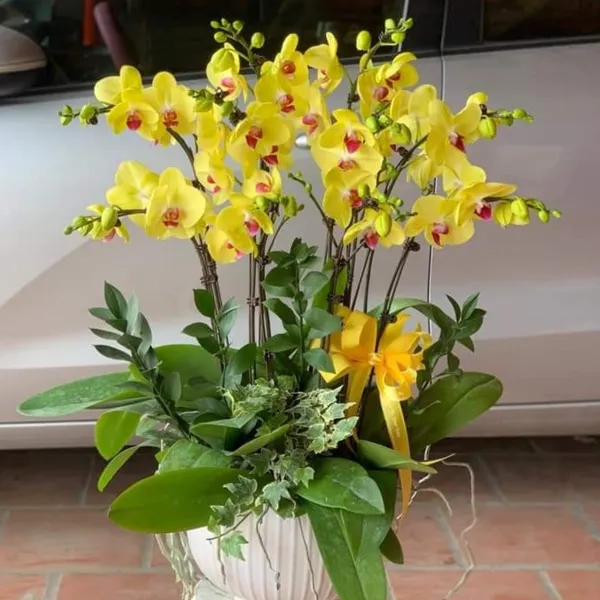 Lan Hồ Điệp Vàng 02
