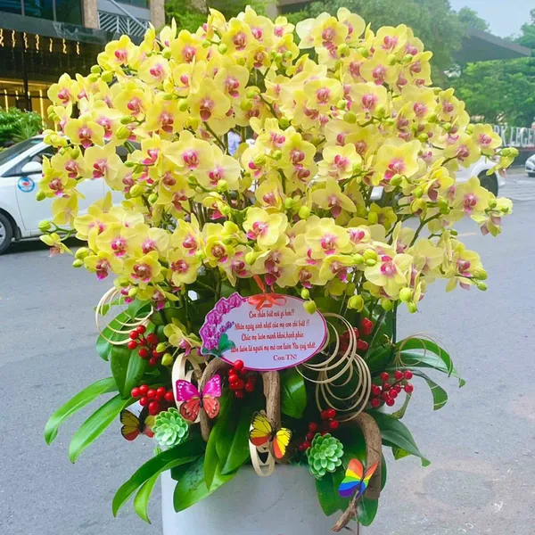 Lan Hồ Điệp Vàng 01