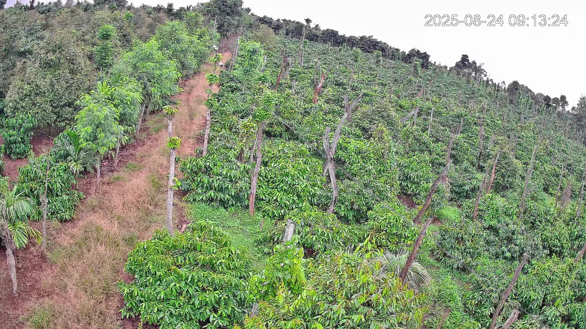 Lắp đặt dòng camera,Hikvision,Dahua vườn sầu riêng hình ảnh đêm như ban ngày