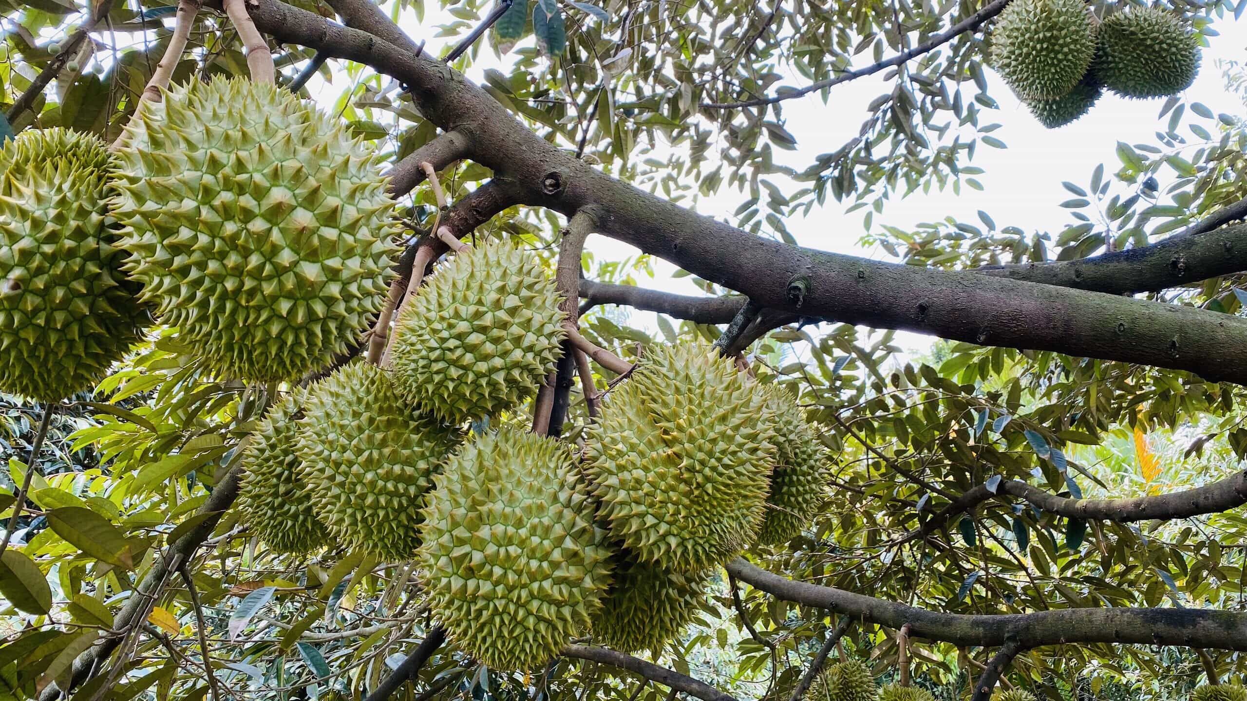 Lắp đặt camera 4G dùng sim cho vườn sầu riêng