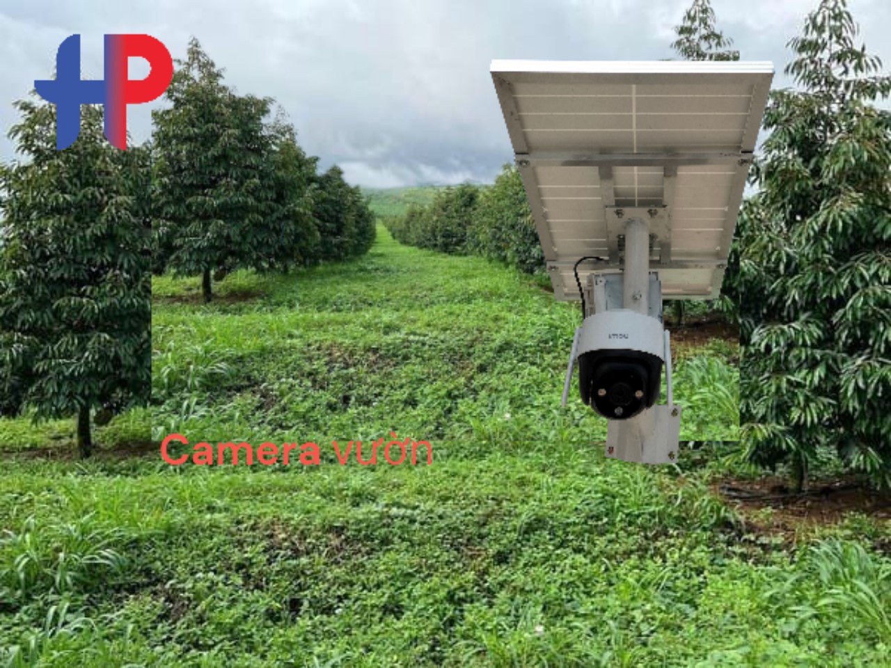 Lắp đặt camera 4G dùng sim cho vườn sầu riêng