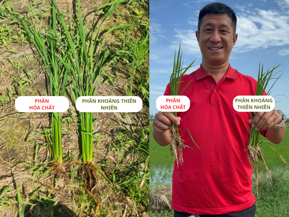 Phân trung vi lượng khoáng thiên nhiên Hưng Hải giúp cây lúa phát triển khỏe mạnh Phân trung vi lượng khoáng thiên nhiên Hưng Hải giúp cây lúa phát triển khỏe mạnh