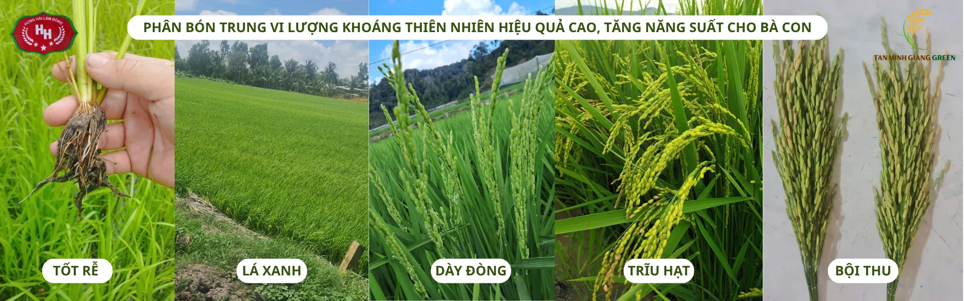 PHÂN BÓN KHOÁNG THIÊN NHIÊN - SỰ LỰA CHỌN HOÀN HẢO CHO CÂY LÚA