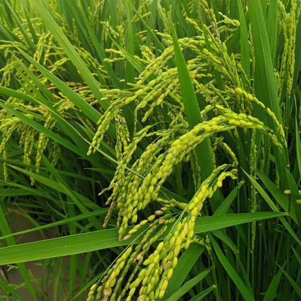 Phân bón trung vi lượng khoáng thiên nhiên Hưng Hải