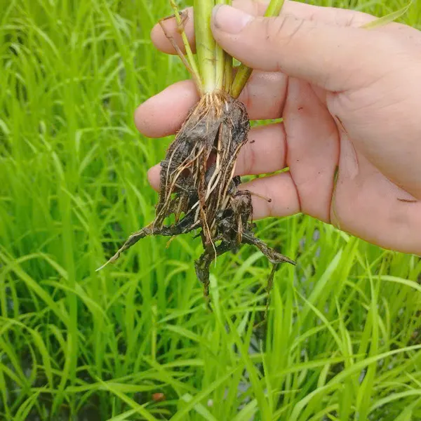 Phân bón trung vi lượng khoáng thiên nhiên Hưng Hải