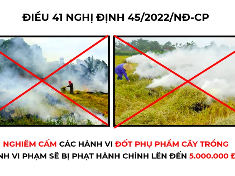 Nhà Nước Cấm Đốt Rơm Rạ - Giải Pháp Tối Ưu Cho Người Nông Dân Là Gì?