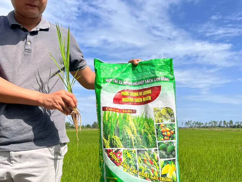 🌾 Phân bón trung vi lượng khoáng thiên nhiên Hưng Hải – Giải pháp cải tạo đất bạc màu & tăng năng suất lúa miền Tây