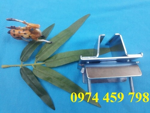 kep-cuoi-ray-c-cau-truc kep-cuoi-ray-c-cau-truc