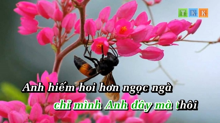 hững bài hát karaoke vui nhộn nhạc vàng dễ hát