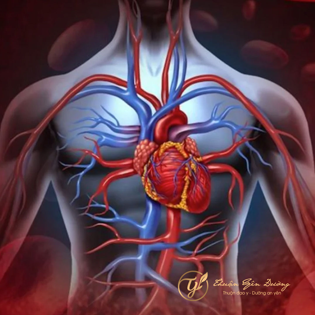 Khí huyết là gì? Góc nhìn Đông y và bí quyết dưỡng sinh từ Thuận Yên Đường