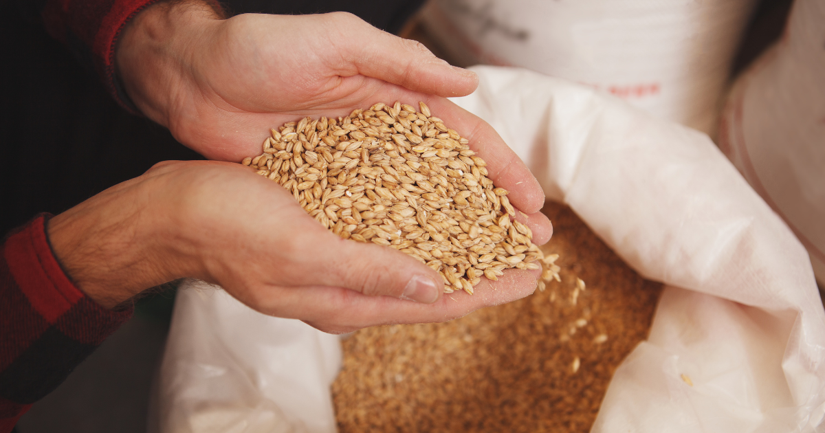 Malt (Mạch nha) chính là trái tim và linh hồn của bia. Malt (Mạch nha) chính là trái tim và linh hồn của bia.