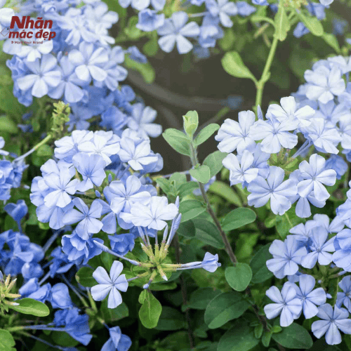 Ứng dụng của màu Cyan trong in ấn Ứng dụng của màu Cyan trong in ấn