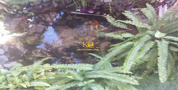 Sân vườn Sân vườn