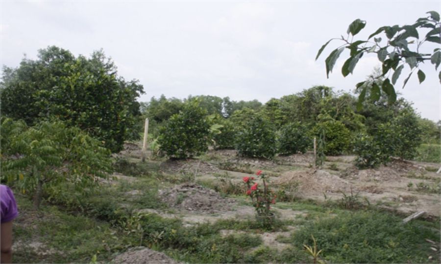 Chuyển mục đích sử dụng đất trồng cây sang đất vườn Chuyển mục đích sử dụng đất trồng cây sang đất vườn