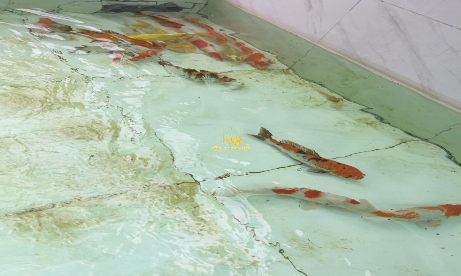 Hồ cá bên trong nhà cho thuê. Hồ cá bên trong nhà cho thuê.