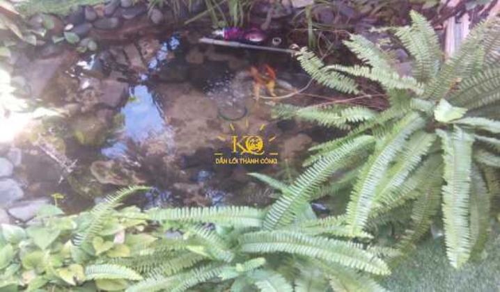 Hồ cá phong thủy. Hồ cá phong thủy.