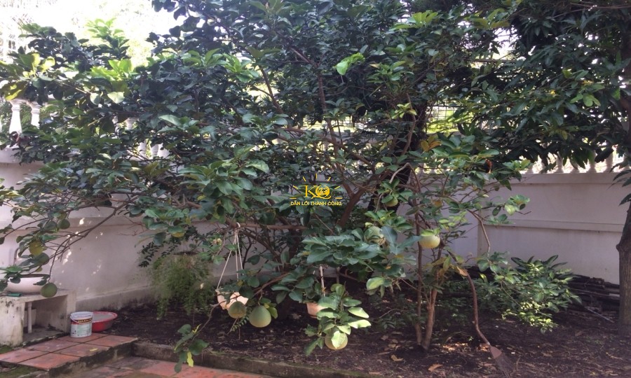 Cây ăn trái nhà cho thuê. Cây ăn trái nhà cho thuê.