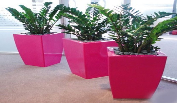 Cây kim tiền Cây kim tiền