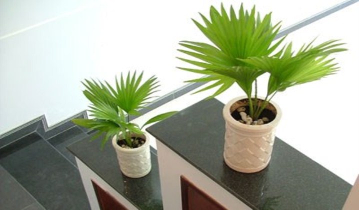 Cây cọ cảnh Cây cọ cảnh