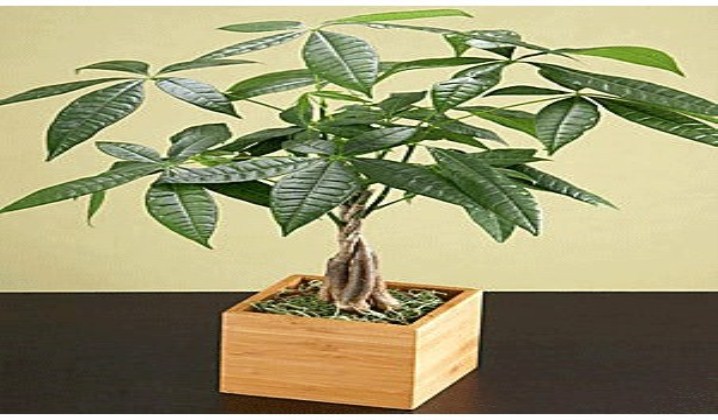 Cây kim ngân Cây kim ngân