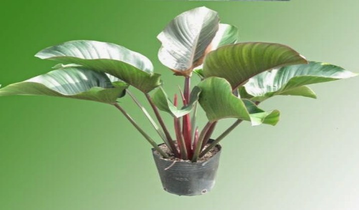 Cây đại đế vương Cây đại đế vương