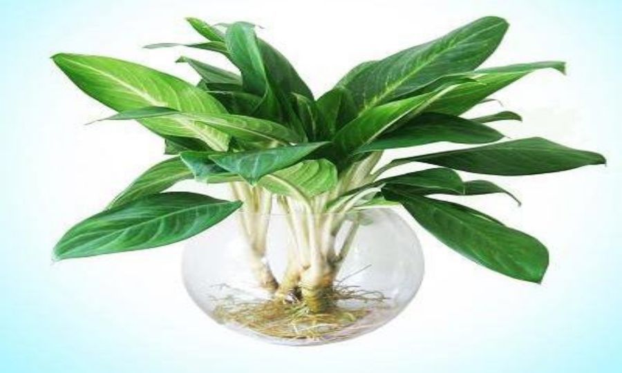 Nên trồng cây bằng đất thì cây mới phát triển tốt. Nên trồng cây bằng đất thì cây mới phát triển tốt.