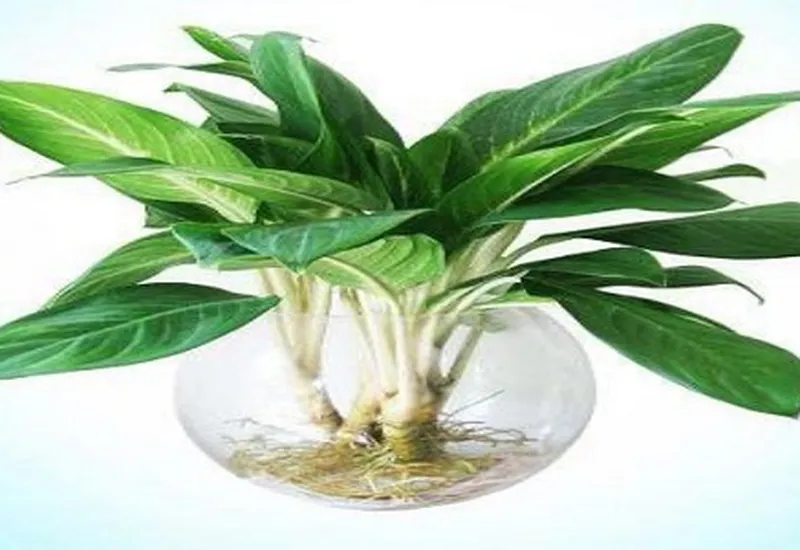 ĐẶT CÂY GÌ Ở BÀN LÀM VIỆC CHO HỢP PHONG THỦY?