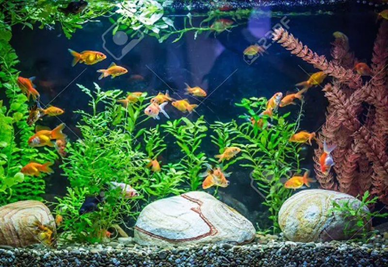 ĐẶT HỒ CÁ TRONG NHÀ NHƯ THẾ NÀO ĐỂ HỢP PHONG THỦY