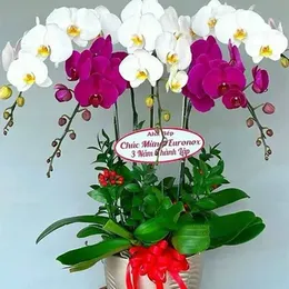 Chậu Hoa Lan Hồ Điệp 05