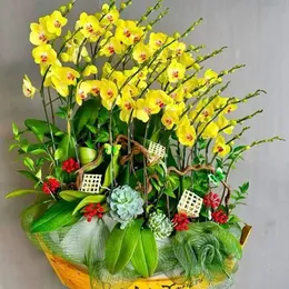 Chậu Hoa Lan Hồ Điệp 07