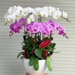 Chậu Hoa Lan Hồ Điệp 08