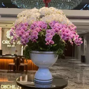 Chậu Hoa Lan Hồ Điệp 03