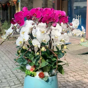 Chậu Hoa Lan Hồ Điệp 04
